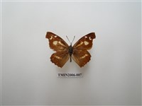 藏品(東方喙蝶)的圖片